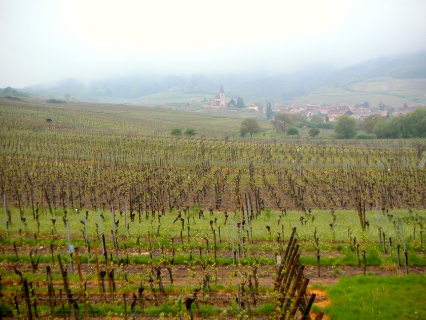 Alsace vineyards